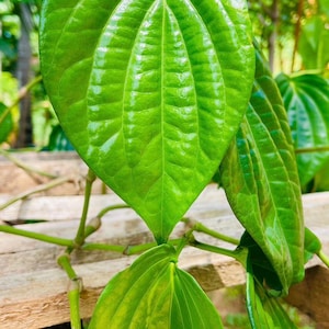 May include: Close-up of vibrant green betel leaves, displaying prominent veins and a glossy texture. The leaves are arranged on a wooden surface, with a blurred background of foliage. The image highlights the natural beauty and freshness of the plant.