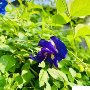 May include: A vibrant deep blue butterfly pea flower with a white center, surrounded by bright green leaves on a vine. A small white square logo in the bottom right corner displays a green tea cup icon and the text Wild Flavours Healthy Tea & Seeds.
