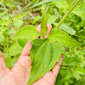 May include: A vibrant green plant with serrated, pointed leaves growing from a central stem. The foliage features a distinct veined texture and a bright, natural color. A small logo in the corner displays the text Wild Flavours Healthy Tea & Seeds.