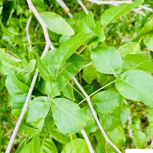 Puede incluir: Primer plano de hojas verdes vibrantes y ramas delgadas y claras. Las hojas son de un verde brillante y saludable, con venas visibles y una textura suave. La imagen está bien iluminada, resaltando los detalles naturales de la planta. El logotipo de Wild Flavours está en la esquina inferior derecha.