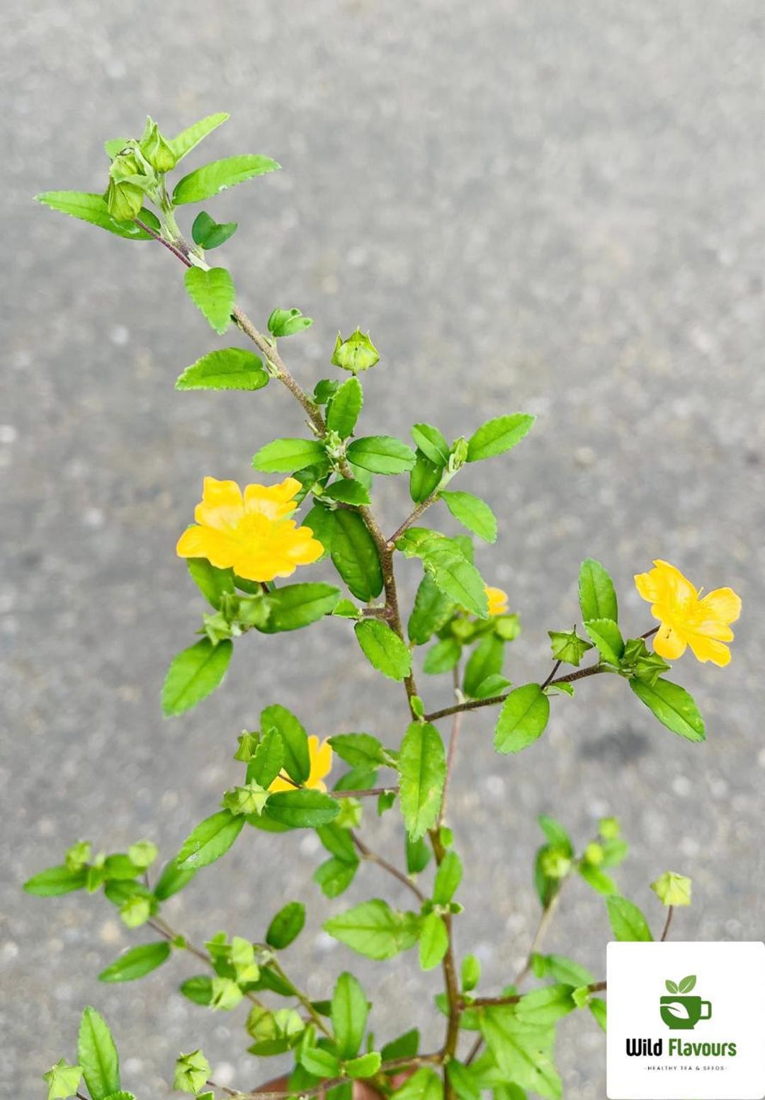 Dried Sida Acuta | Wild Harvested Wireweed Plant Tea - Etsy