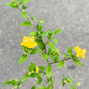 以下が含まれることがあります： 鮮やかな黄色の花と緑の葉を持つ植物のクローズアップ。植物には、いくつかの小さな、開いていないつぼみがあります。画像には、「Wild Flavours」のテキストと、カップと葉のロゴが含まれています。