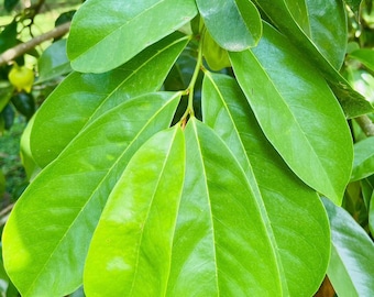 Dried Soursop Leaves | Natural Graviola Tea Leaves