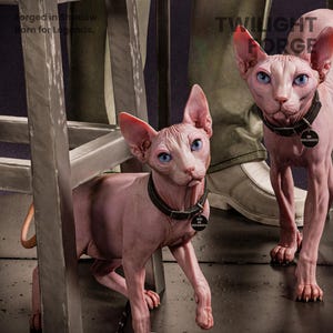 Pu&ograve; includere: Due gatti Sphynx con pelle rosa e occhi blu brillanti. Indossano collari neri con targhette identificative. Lo sfondo include una struttura metallica e il testo "TWILIGHT FORGE". Un gatto &egrave; parzialmente oscurato.