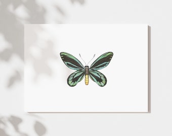 Watercolor Butterfly Print, 5x7 Print, Free Shipping, Insect Art, Print of Original Painting