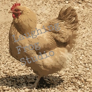 Stock Photo Digital Download - Chicken Crossing the Road - Funky Chicken