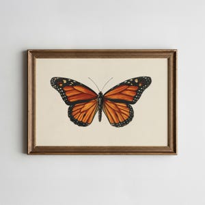 May include: A framed print featuring a detailed illustration of a monarch butterfly. The butterfly has orange wings with black borders and white spots. The artwork is set against a cream-colored background and framed in a gold-toned frame.