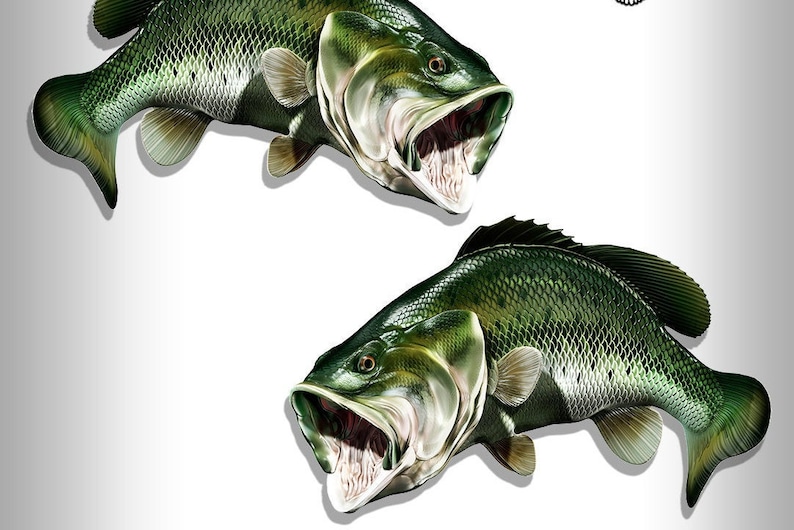 以下が含まれることがあります： 白い背景に、口を開けて前を向いている大型バスの魚が2匹。