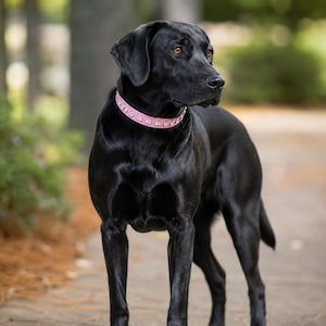 May include: A black dog with a smooth coat standing upright, wearing a light pink collar adorned with a series of evenly spaced, circular silver-toned metal studs that reflect light along the length of the collar band around its neck.
