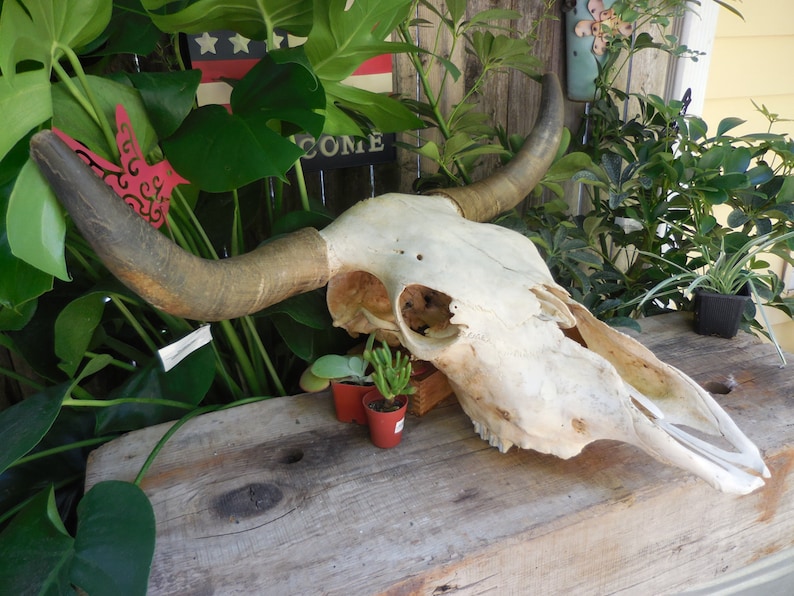 Steer Head Skull wall mount