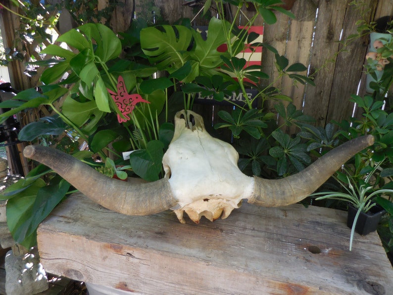 Steer Head Skull wall mount