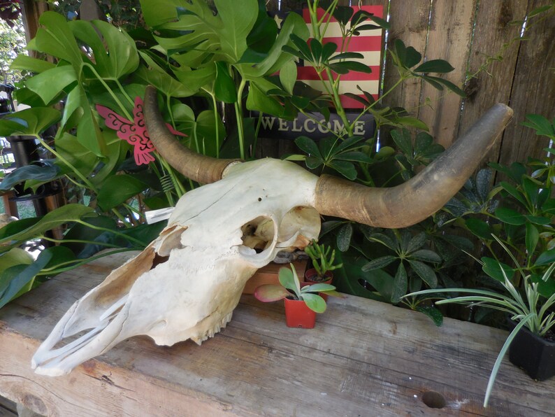 Steer Head Skull wall mount