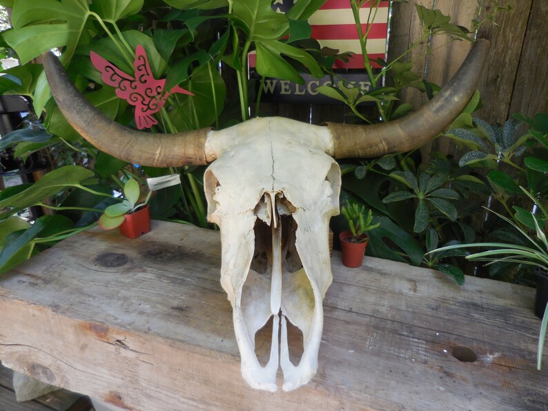 Steer Head Skull wall mount
