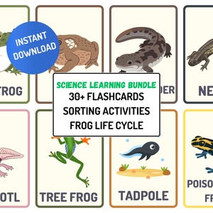 May include: Educational flashcards featuring various amphibians, including a bullfrog, newt, axolotl, tree frog, and poison dart frog. The cards also include a tadpole and a frog life cycle diagram. The set is labeled as a "Science Learning Bundle" with "30+ Flashcards."