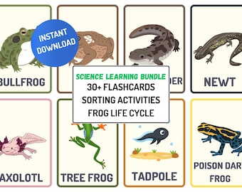 Insect, Reptile & Amphibian Flashcards Bundle | Frog Life Cycle Activity | Preschool Science Sorting Game | Montessori Homeschool Printable