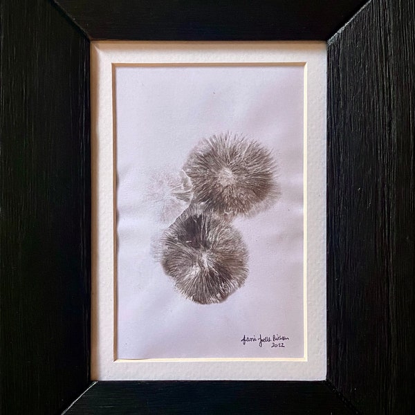 Mushroom Spore Print Framed Art Redlead Roundhead Fungi by Jami Joelle Nielsen