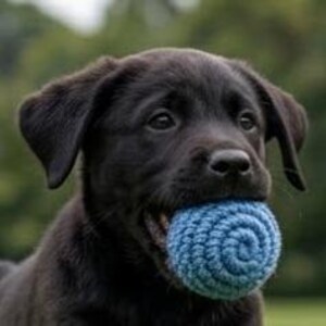 May include: A black Labrador puppy with a blue crocheted ball in its mouth. The puppy has dark eyes and floppy ears, with a blurred green background.