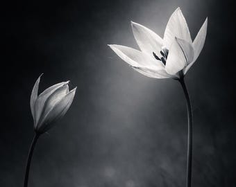 Entre les ombres - Photographie de fleurs minimaliste en noir et blanc, lot de 5, impression d'art mural calme, décoration d'intérieur moderne
