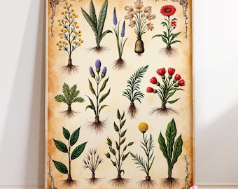 Vintage Botanical Poster | Antique Herbarium Illustration | Cottagecore Plant Chart | Apothecary Wall Decor | Nature Lover Gift