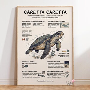 May include: A poster with a detailed illustration of a Caretta Caretta sea turtle, including scientific details, diet, habitat, size, lifespan, behaviour, adaptations, and conservation information. The text reads "Protect beaches. Protect the sea."