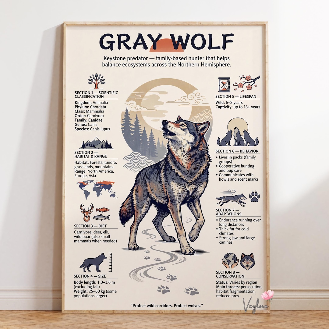 Gray Wolf Infographic Poster | Educational Wildlife Illustration ...