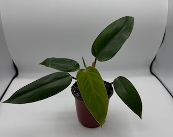 Philodendron Baudoense Cutting - Etsy Ireland