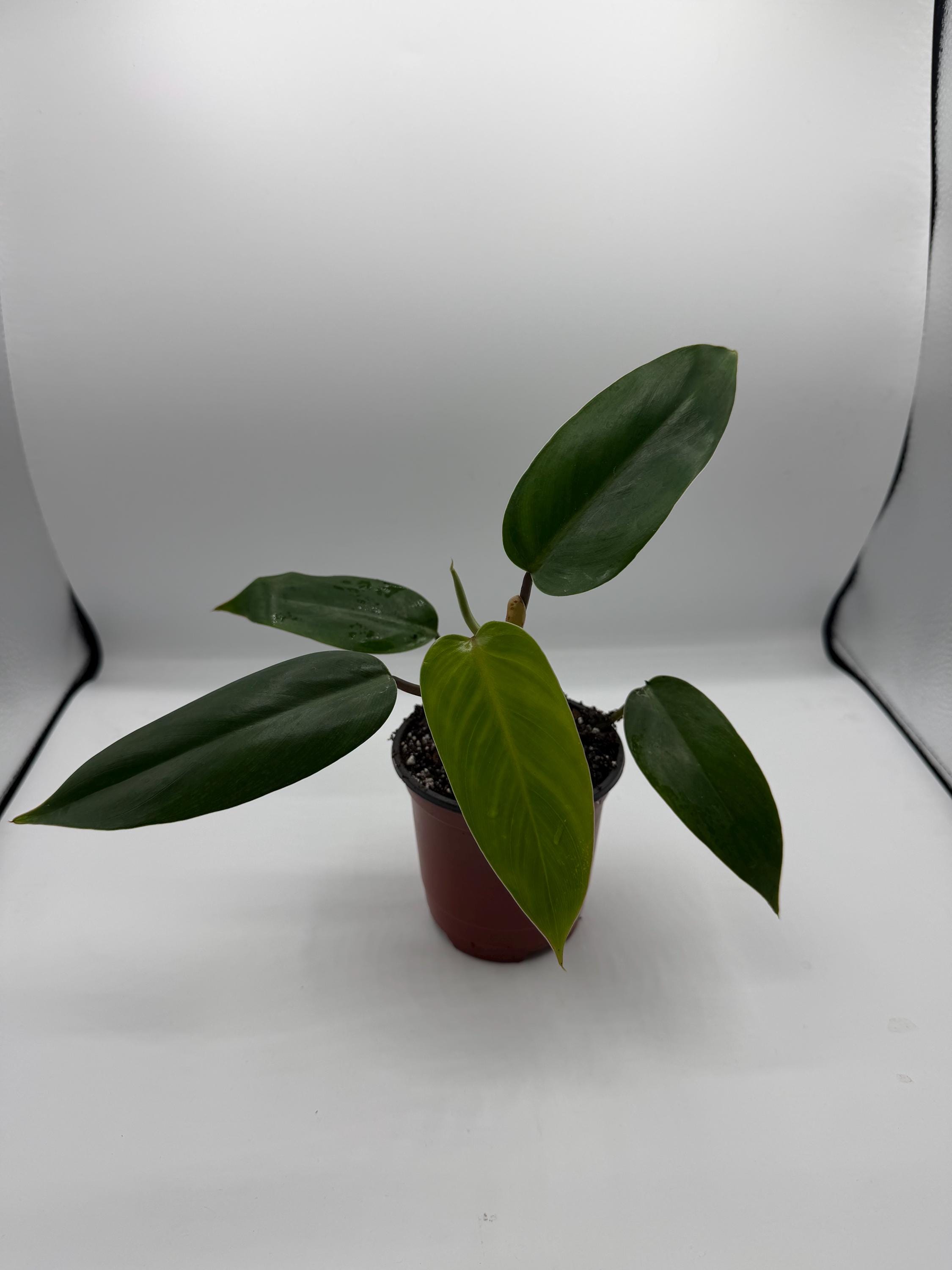 Climbing philodendron - Etsy.de