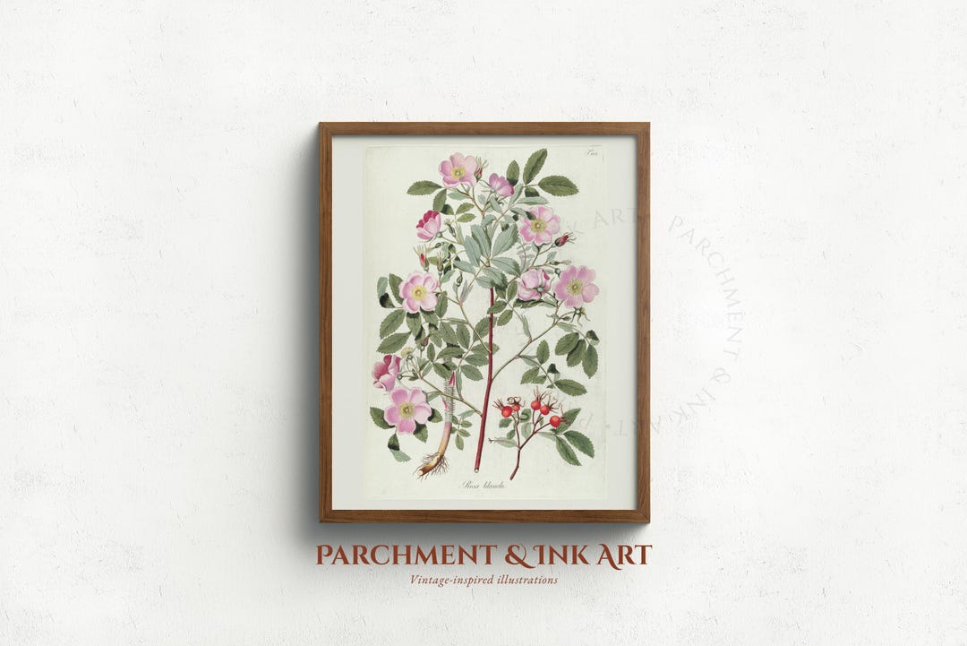 Vintage Wild Rose Botanical Print - Cottagecore Floral Art (digital ...