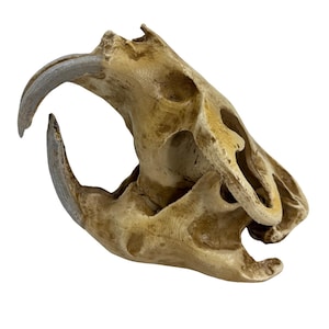 Puede incluir: Vista lateral detallada de un cráneo de roedor. El cráneo es de color beige claro con grandes incisivos curvos. Los dientes tienen un tono gris. Las características del cráneo están bien definidas, mostrando la estructura ósea natural.