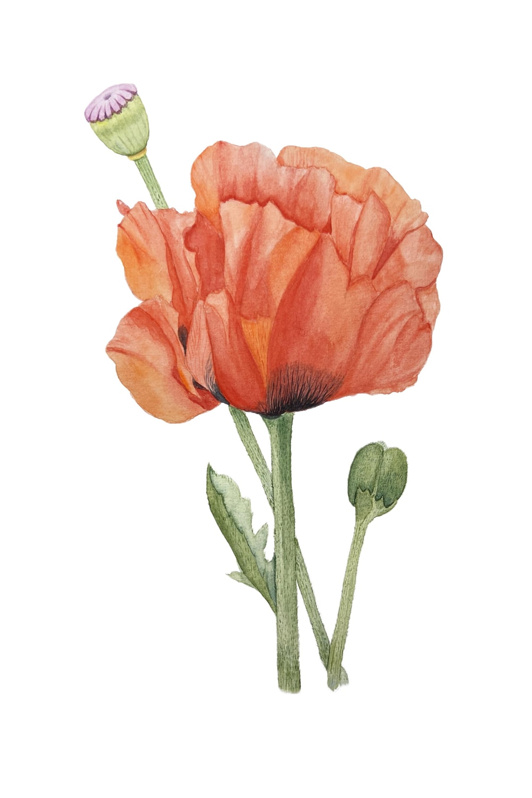 Red Poppy Watercolor Print With Bud | Vintage Botanical Wall Art ...
