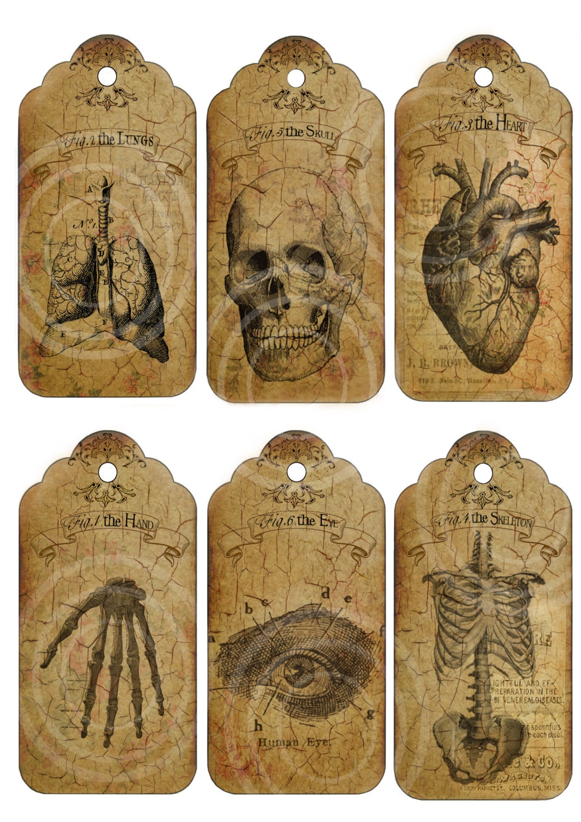 Vintage Anatomy Tags/labels Digital Collage Sheet. DIGITAL DOWNLOAD - Etsy