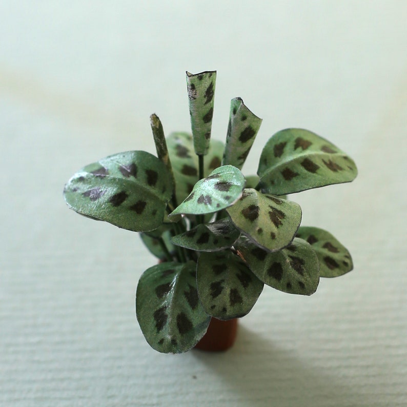 Miniature paper plant - Maranta Leuconeura Kerchoveana - Prayer Plant / Arrowroot