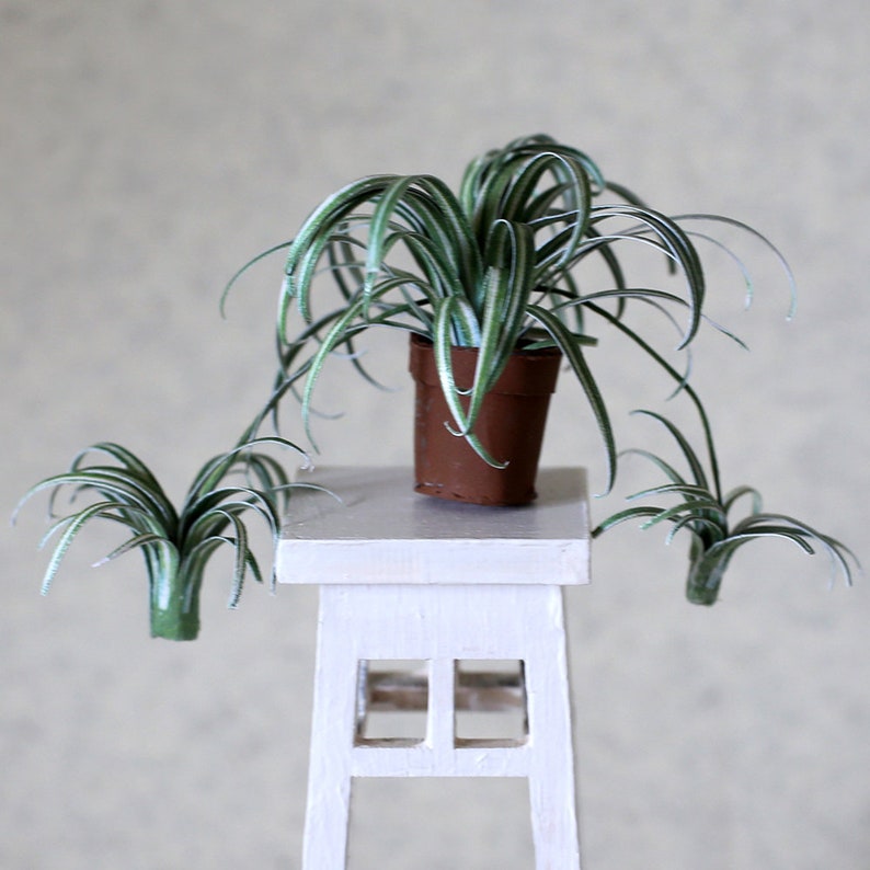 Miniature paper plant - Chlorophytum comosum - Spider Plant