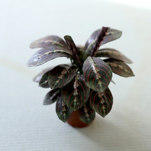 Miniature paper plant - Maranta Leuconeura Fascinator Tricolor -  Prayer Plant