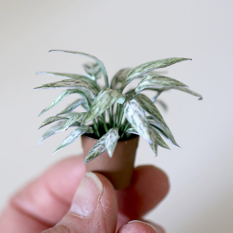 Miniature paper plant - Aglaonema crispum - Chinese Evergreen