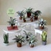 Miniature Houseplants I - for Doll House Scale 1:12 (and more) - 10 Different  - PDF printable to download 