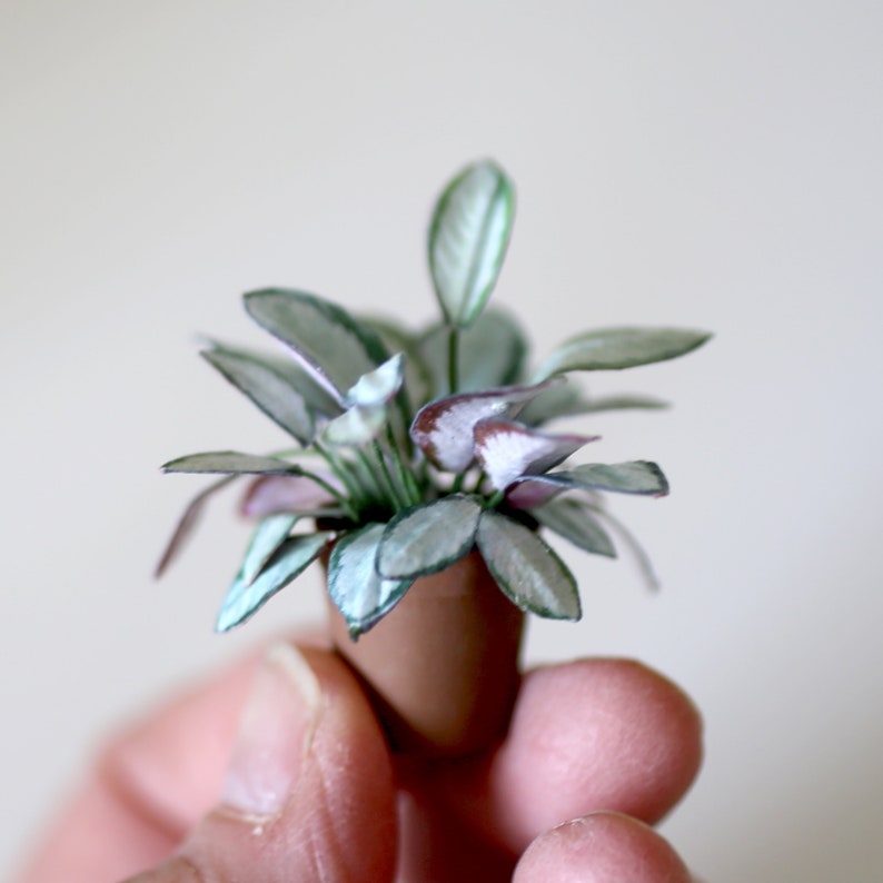 Miniature paper plant - Calathea Picturata