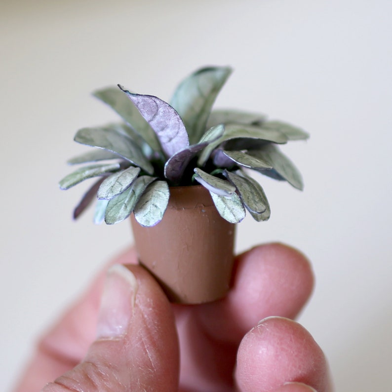 Miniature paper plant - Calathea Amagris