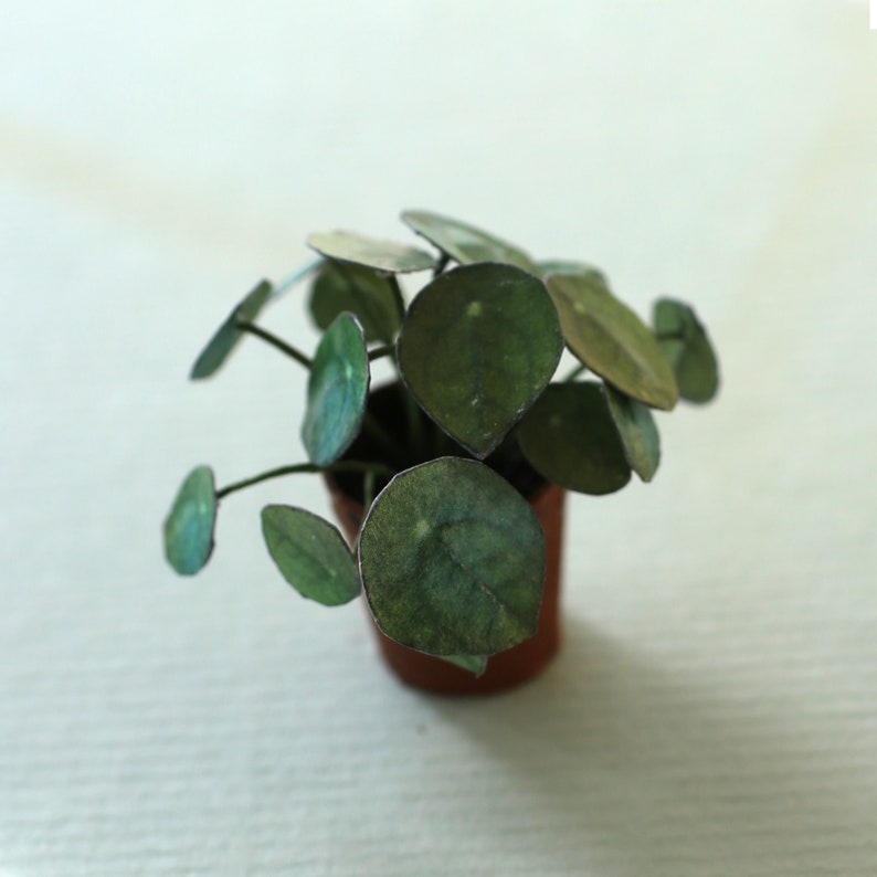 Miniature paper plant - Pilea peperomioides - Chinese Money Plant