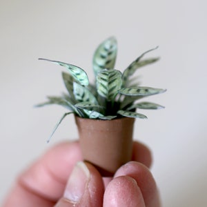 Miniature paper plant - Calathea Leopardina