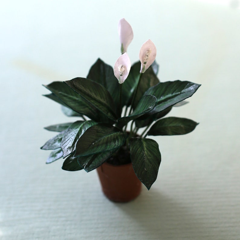 Miniature paper plant - Spathiphyllum wallisii - Peace Lily