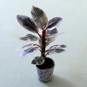 Miniature paper plant - Ficus Elastica ’Tineke’ - Variegated Rubber Plant