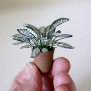 Miniature paper plant - Dieffenbachia - Dumb Cane
