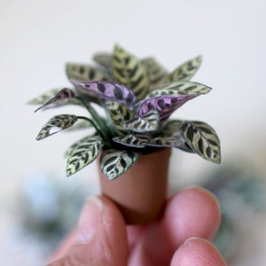 Miniature paper plant - Calathea makoyana - Peacock Plant