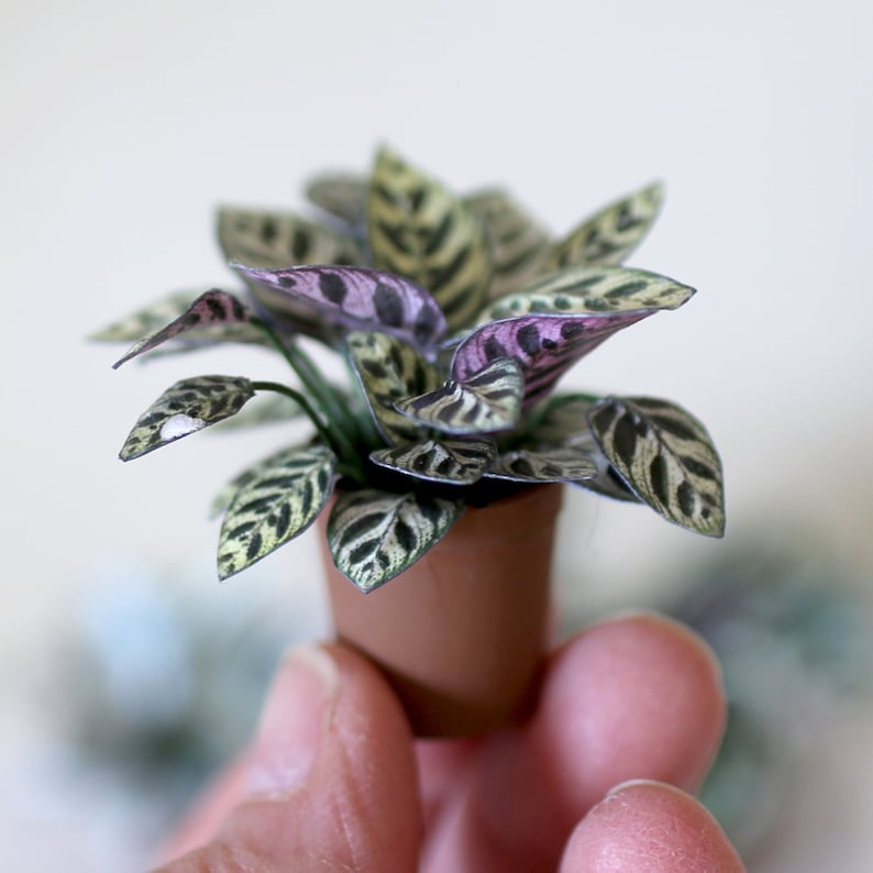 Miniature paper plant - Calathea makoyana - Peacock Plant