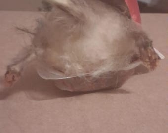Cucciolo di opossum impagliato nel ketchup (imbalsamazione)