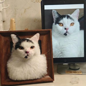 Può includere: Un gatto bianco con macchie nere e occhi arancioni è esposto in una cornice di legno. L'immagine del gatto è visibile anche sullo schermo di un tablet. Il gatto ha una macchia nera sul naso e un segno nero sopra gli occhi.