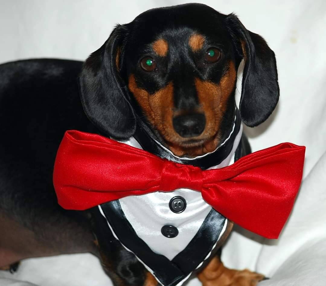 Formaldanas Bandana Bow Tie Dog Bow Tie Cat Bow Tie Pet Bow Etsy