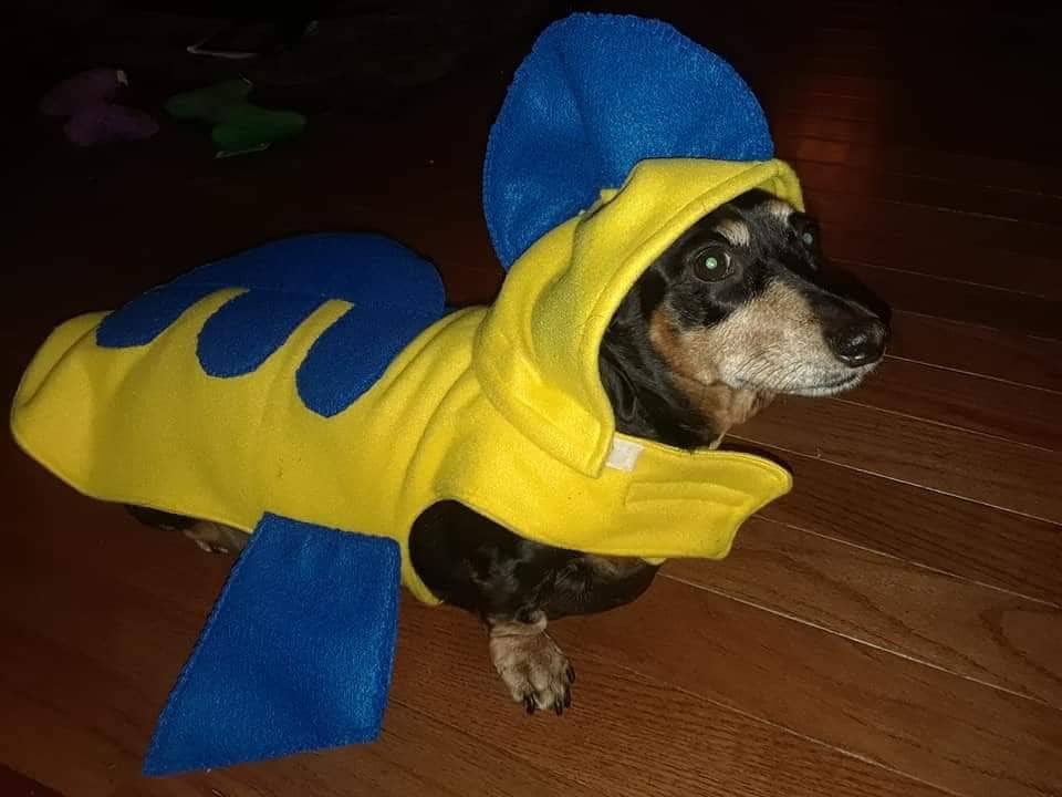 Flounder Costume For Dog