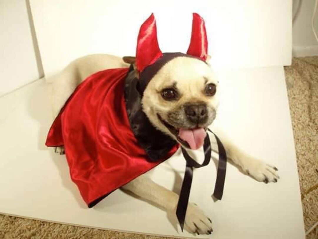 The Devil Dog Costume Halloween Costume Pet Costume Dog Etsy